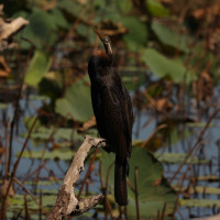 Australasian Darter